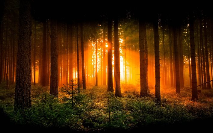 amanhecer, árvores, floresta, os raios do sol