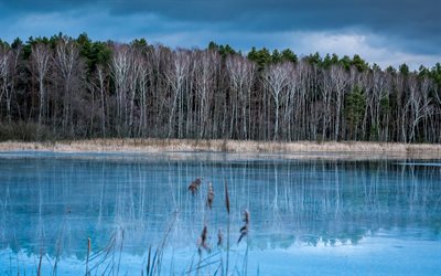 frozen lake, bare trees, winter