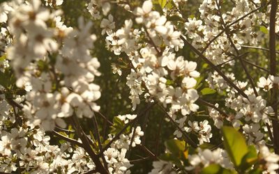 våren, körsbärsblommor, blomställning