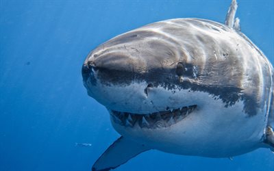 underwater world, white shark, predator