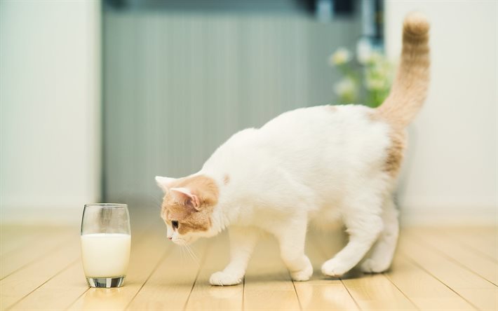gato branco, gato, um copo de leite