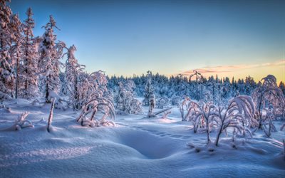inverno, paesaggio, neve, alberi coperti di neve