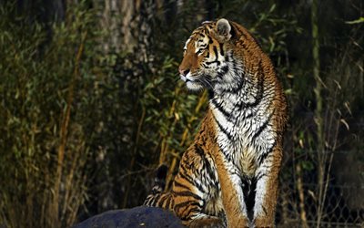 foto tiger, der amur-tiger, zwerg -