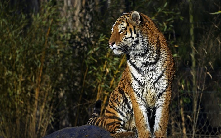 foto tigres, o tigre de amur, minke