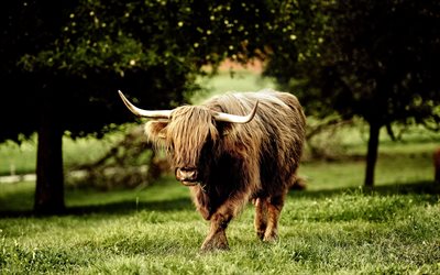 hairy coo, foto, mucca