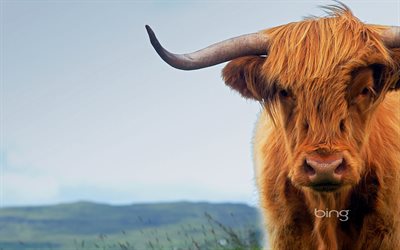skotlantilainen lehmä, isle of skye, skotlanti