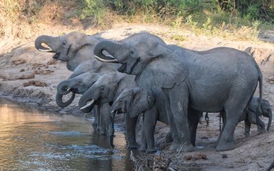 elefanti, foto di elefanti, africa