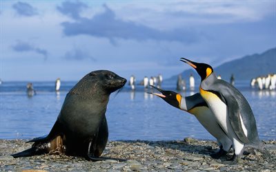 pingviner, säl, riktig konversation