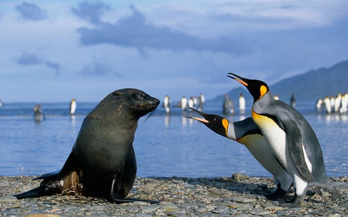 los pingüinos, el sello, la conversación real