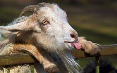 goat, symbol of 2015, animals