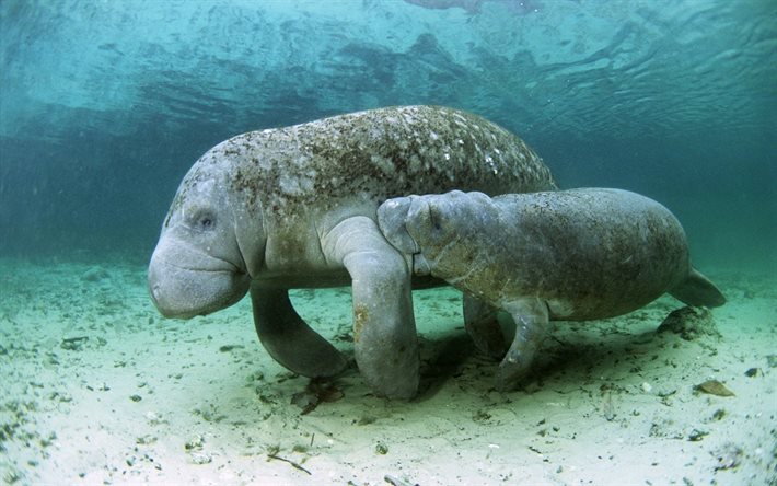 el dugong, de mamíferos, de la sirena