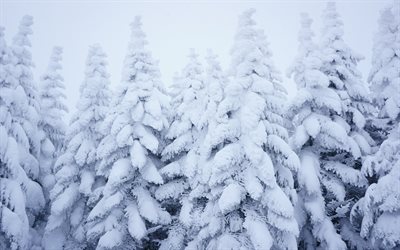 snö, vinter, skog, skog på vintern
