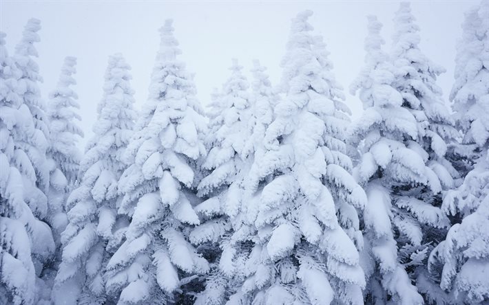 nieve, invierno, bosque, bosque en invierno