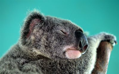 björn, söt koala, sovande koala