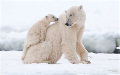 dipper, vedmezha, polar bears, winter, bear