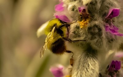 mehiläinen, hunajakokoelma, kukka, hunajan kerääminen