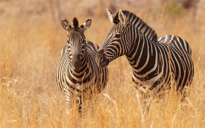 zebra, afrika, schöne zebra -, foto-zebras