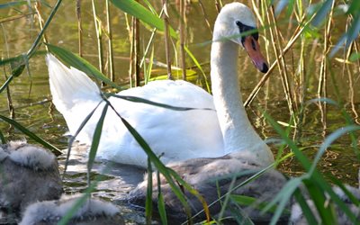 white swan, gli uccelli