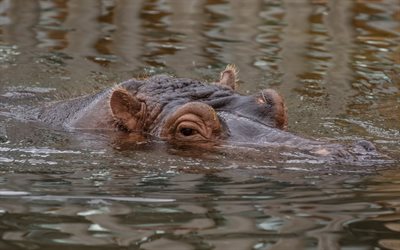 hippo, l'hippopotame, la rivière