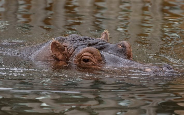 el hipopótamo, el río