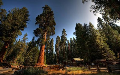 le parc national de sequoia, etats-unis, sequoia, de grands arbres