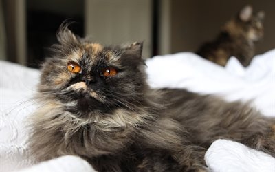 persian cat, grey cat