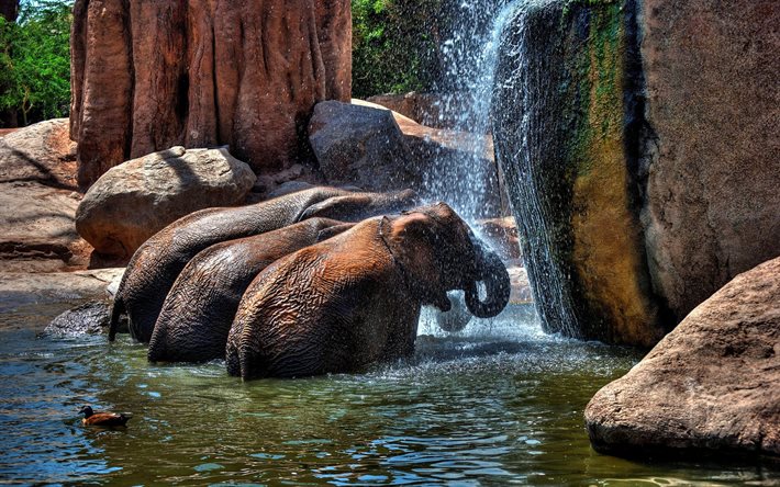 elefantes, jardim zoológico, tailândia, cachoeira
