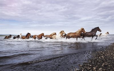 una mandria di cavalli, cavallo in corsa, un sacco di cavalli, fiume