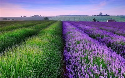 lavender, a field of flowers, england, field, summer, evening