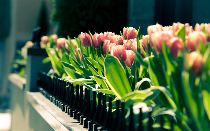 canteiro de flores de rua, tulipas, a decoração da cidade
