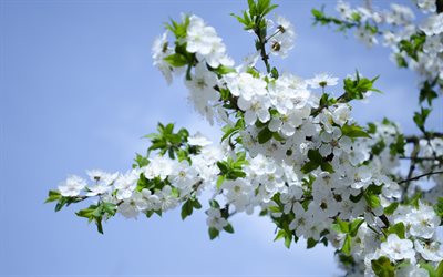 桜の花, 桜の名所, 春