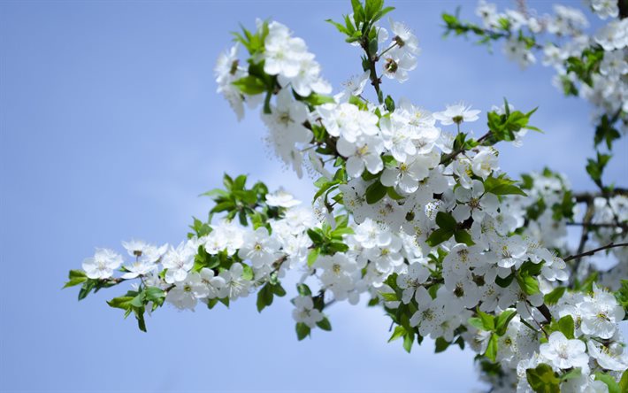 flores de cerejeira, as flores de cerejeira, primavera
