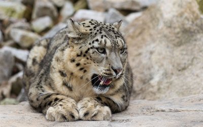 snow leopard, Slavia