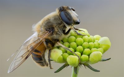 मधुमक्खी, मैक्रो, फूल