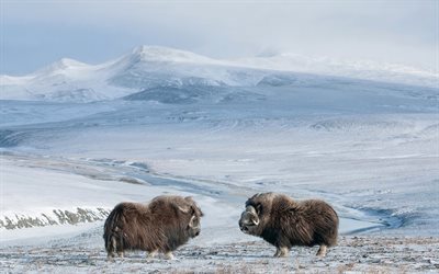 snow, photo, nature, mountains, winter, the musk ox
