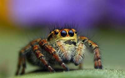 araignée, les yeux de l'araignée