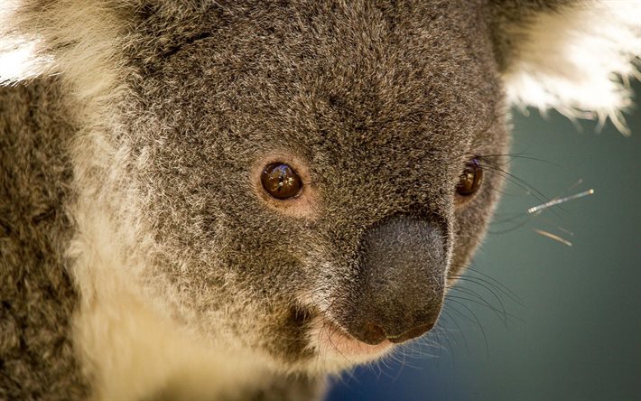 marsupial de los animales, koala, oso