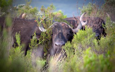 los bisontes, los animales salvajes, búfalos, fotos de buffalo