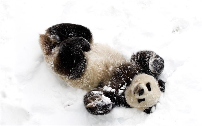 nieve, invierno, panda, oso