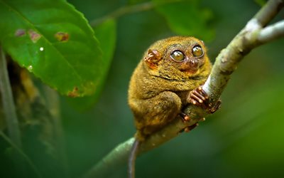 الصورة, الحيوانات غير عادية, tarsier, على tarsier