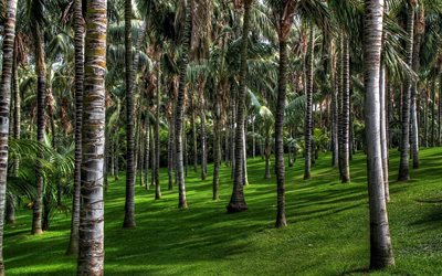 palm grove, palm trees, summer
