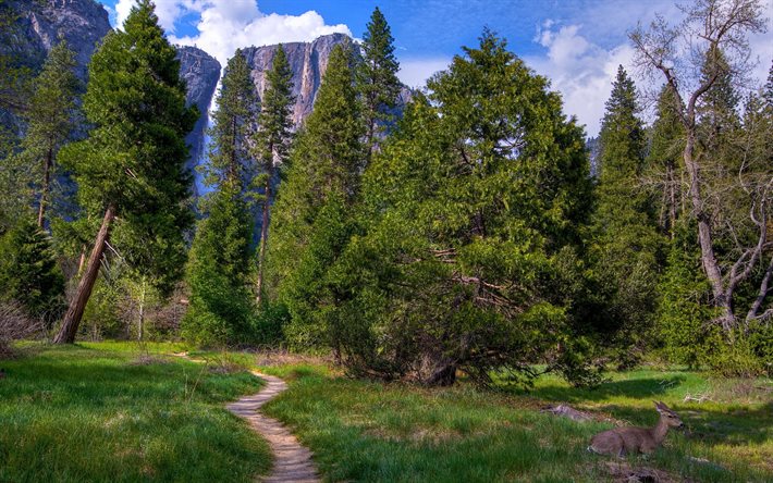 산악 풍경, 녹색의 나무, 산, 시에라 네바다, 바, 캘리포니아의 산