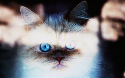 gatito, ojos azules, poco gato