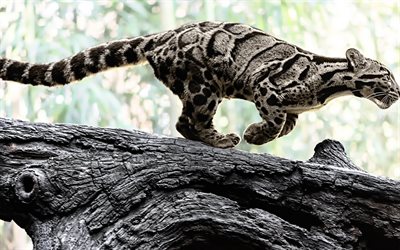 photo, leopards, clouded leopard, wild cat