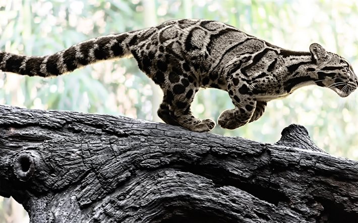 foto, leopardi, leopardo nebuloso, il gatto selvatico