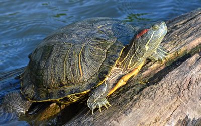 turtles, river turtle, beautiful shell