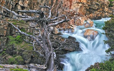滝, 沸騰水, ロック, 渓流, 水, 石, 民間, деревоswiftcurrentの滝