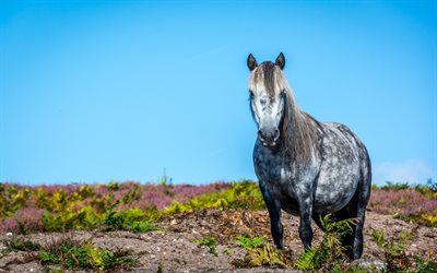 cavallo grigio, blu, cielo, spotted horse, il cavallo grigio, macchiato cavallo