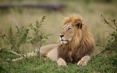 el león, el rey de las bestias, foto de lviv
