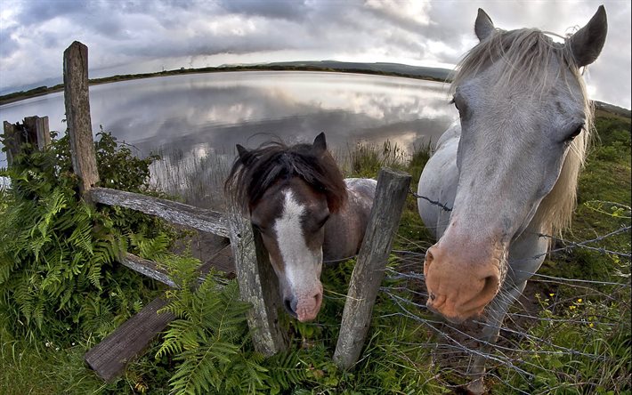 foton av hästar, staketet, parkan, hästar